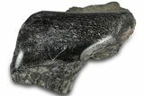 Polished Fossil Dinosaur Bone (Gembone) Section - Wyoming #309391-2